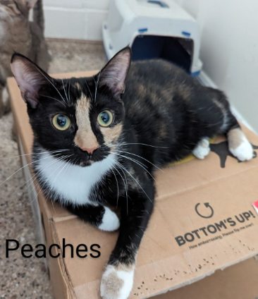 Amber and Peaches, a Adoptable Calico in Fort Myers Beach, FL image 3/5