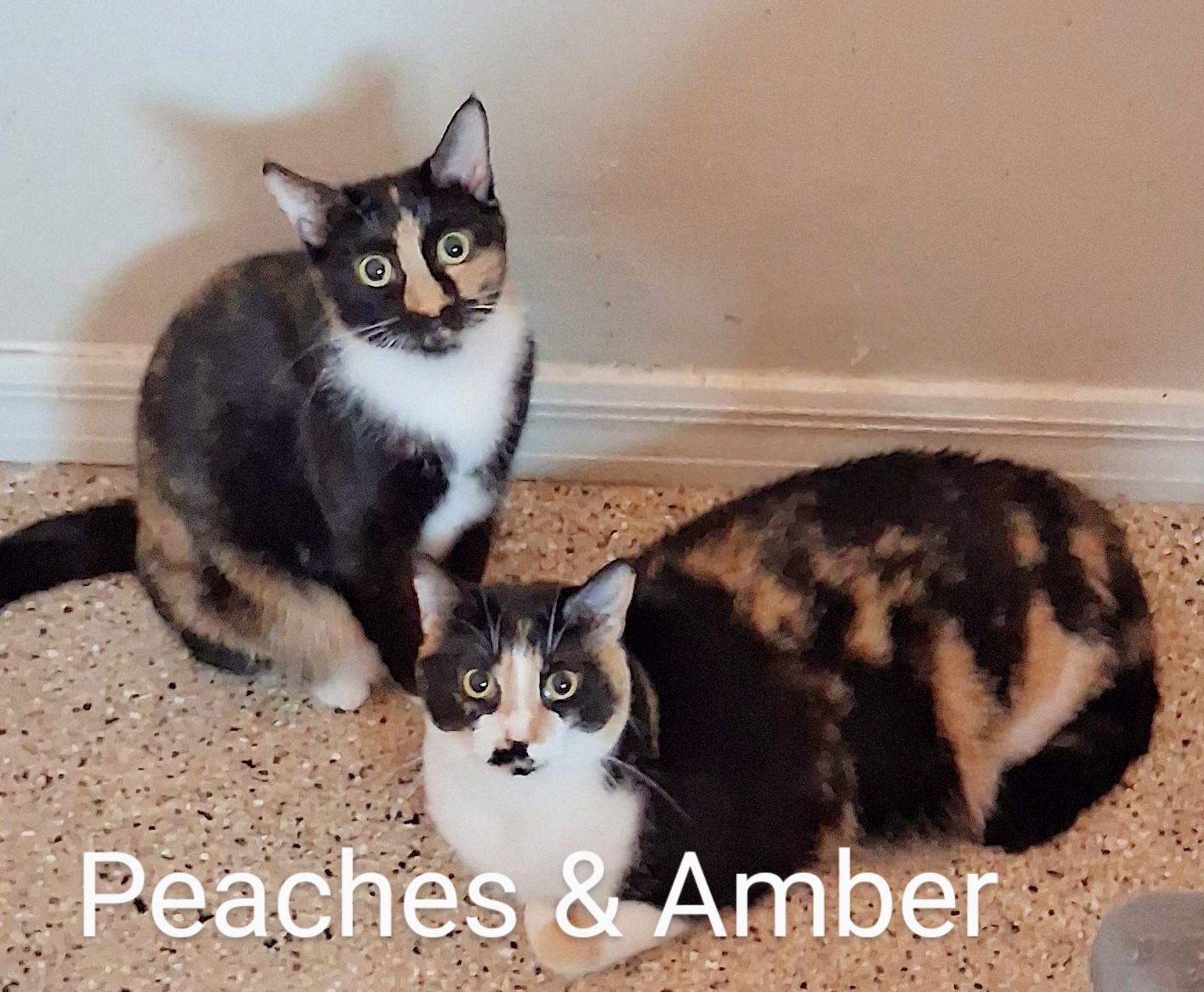 Amber and Peaches, a Adoptable Calico in Fort Myers Beach, FL image 1/5