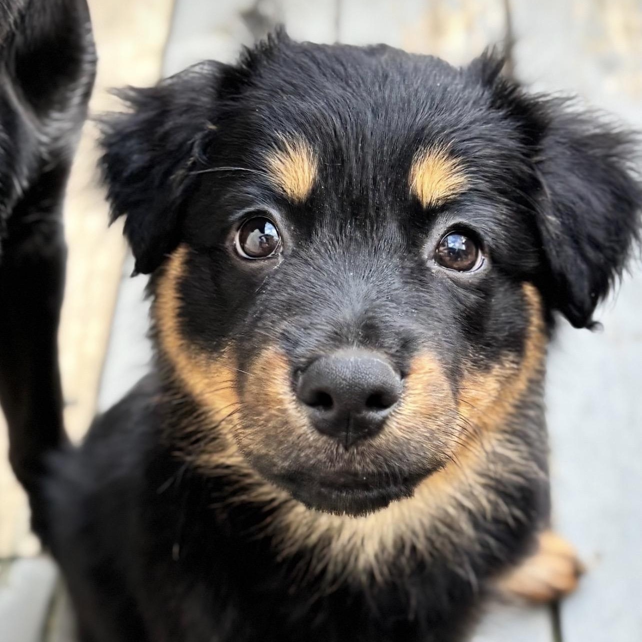 Enlarge Greta, a Adoptable mixed breed in Richmond, VA image 3/6