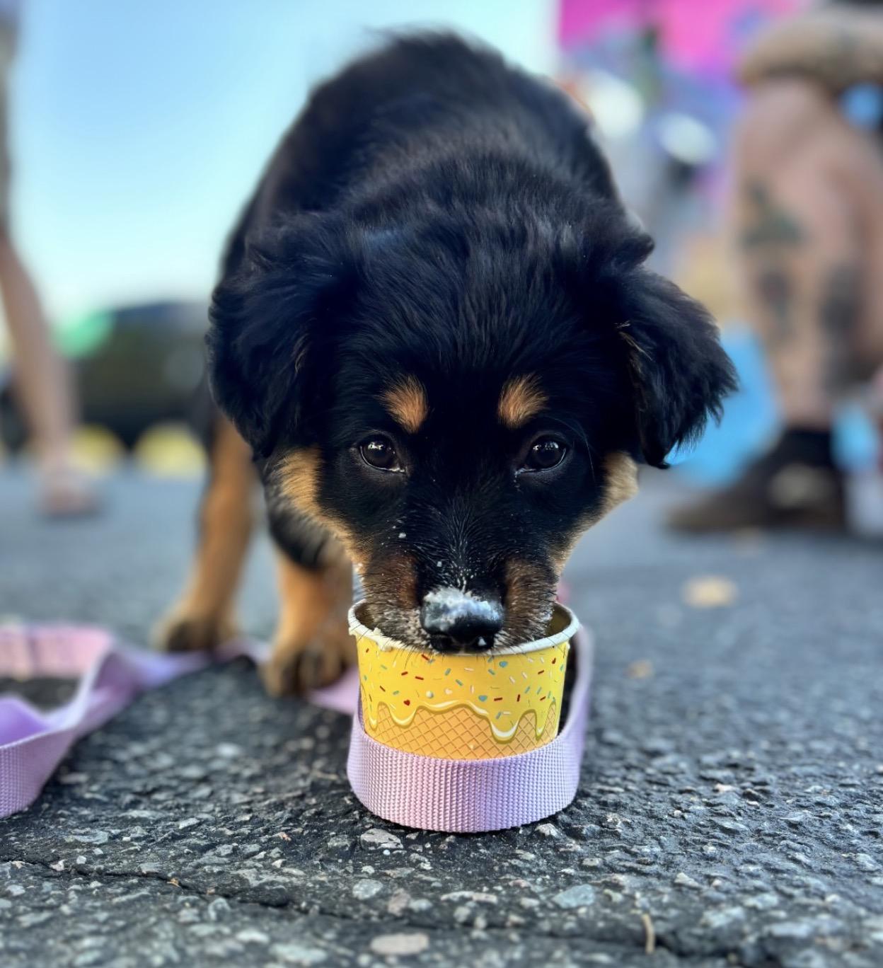 Enlarge Greta, a Adoptable mixed breed in Richmond, VA image 4/6