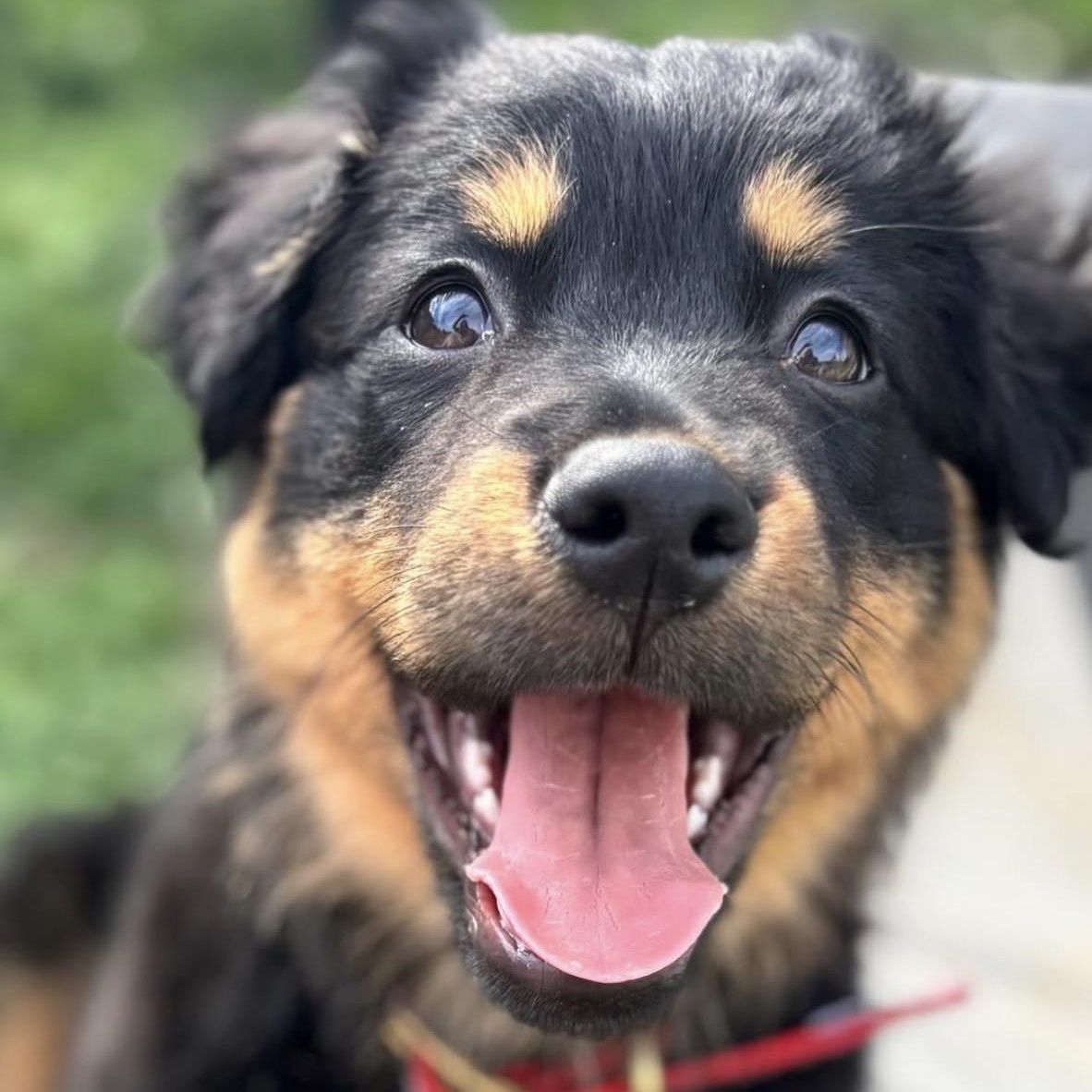 Enlarge Greta, a Adoptable mixed breed in Richmond, VA image 2/6