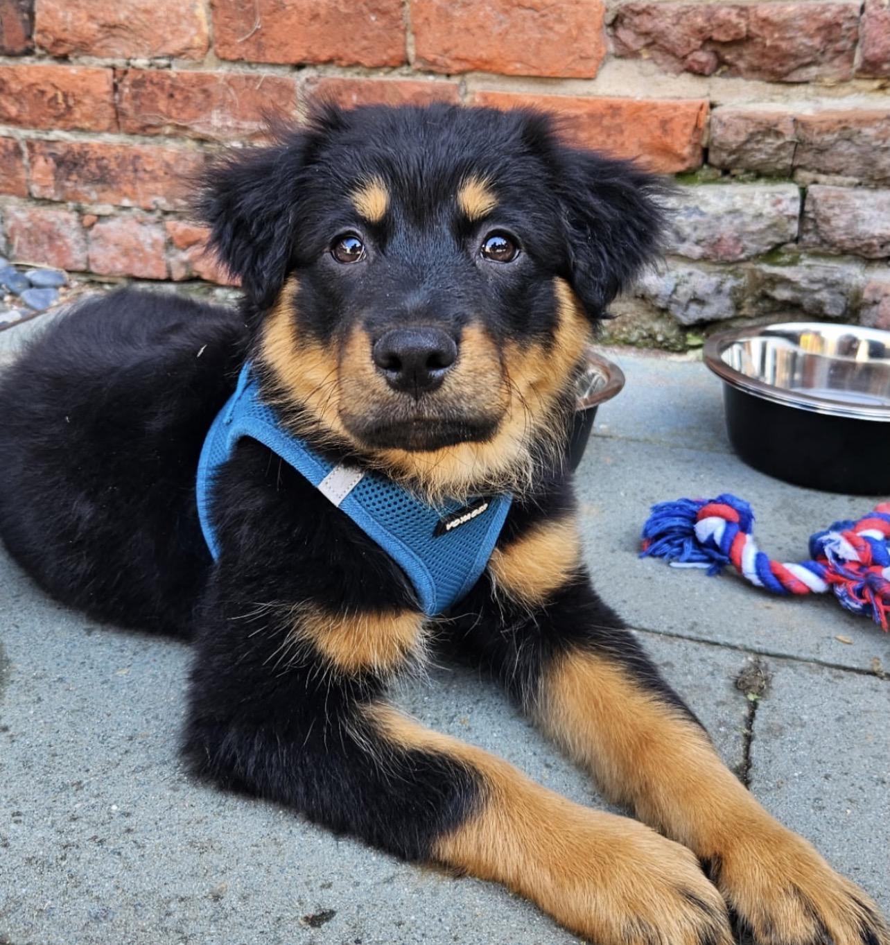 Greta, Adoptable, Puppy Female English Shepherd & German Shepherd Dog.