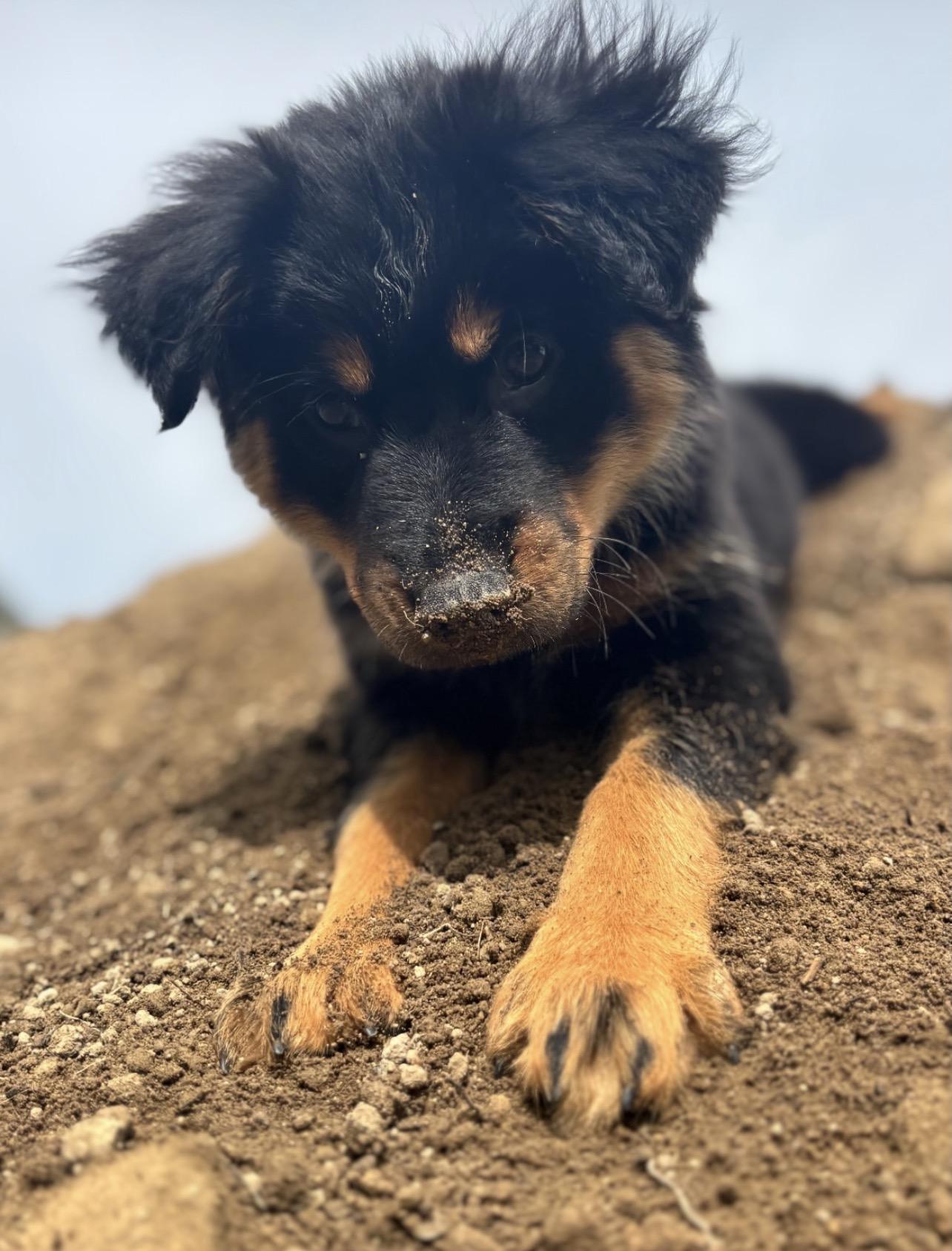 Enlarge Greta, a Adoptable mixed breed in Richmond, VA image 6/6