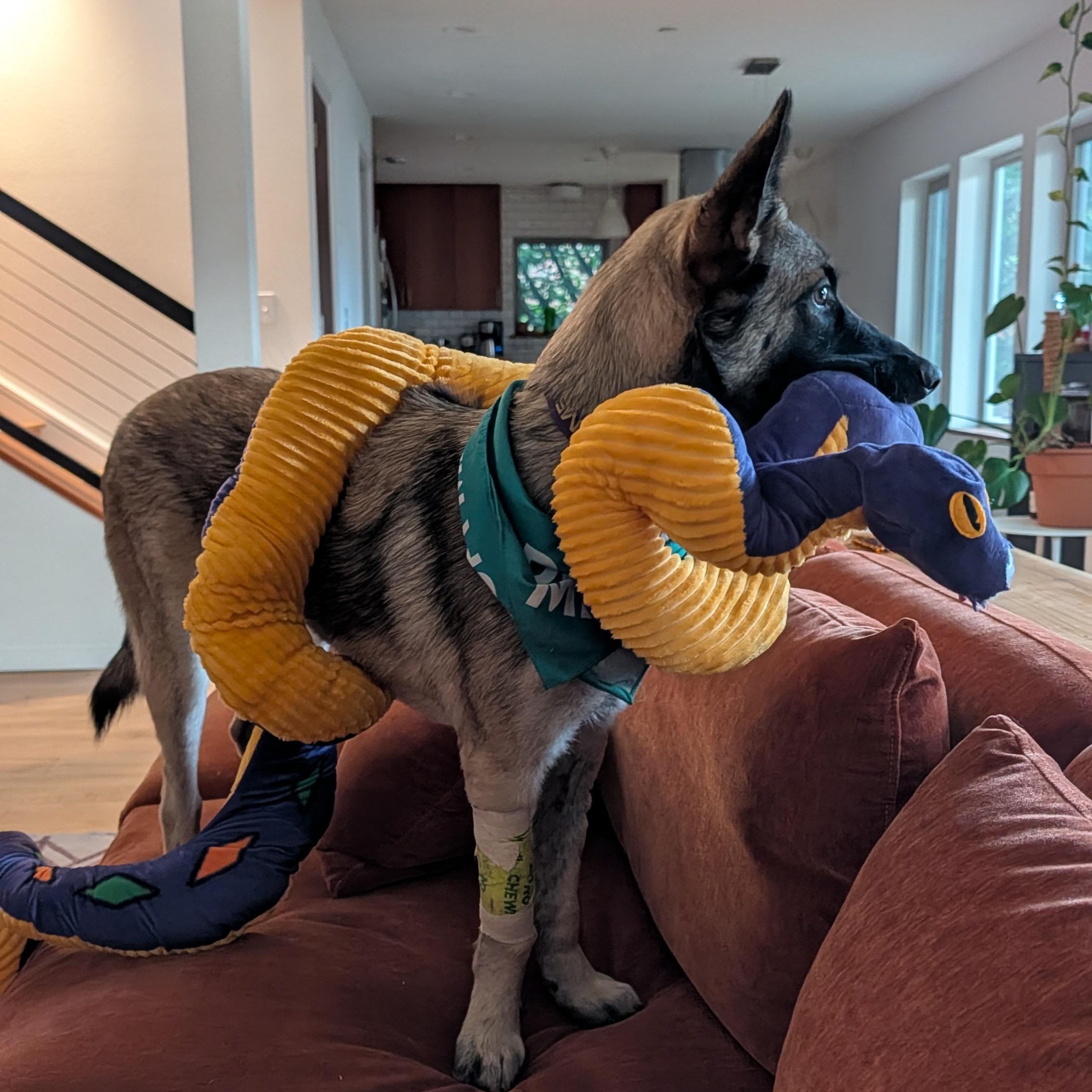 Enlarge Scarlett, an adopted mixed breed in Portland, OR image 2/6