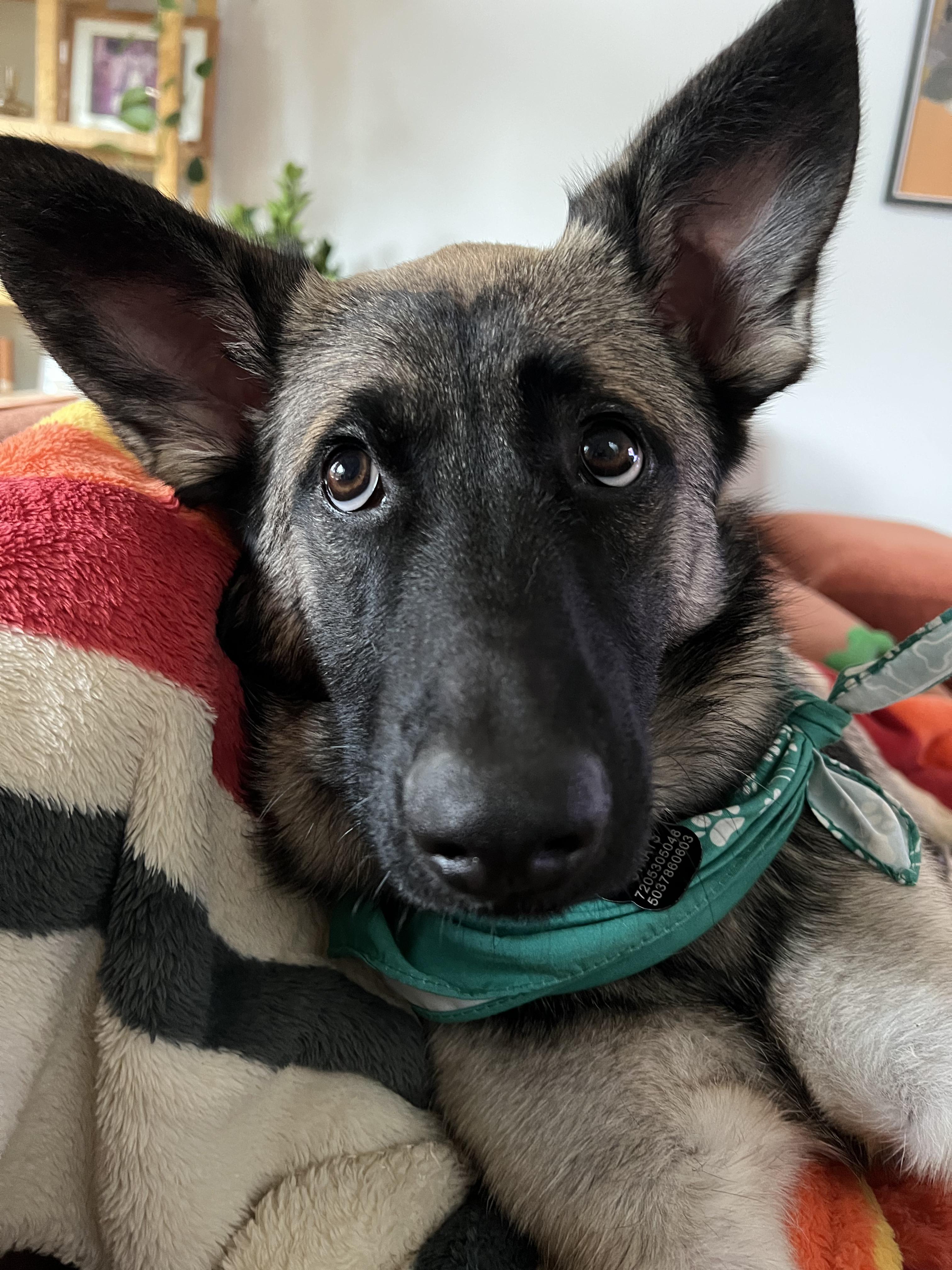 Scarlett, Adoptable, Puppy Female Belgian Shepherd / Malinois.