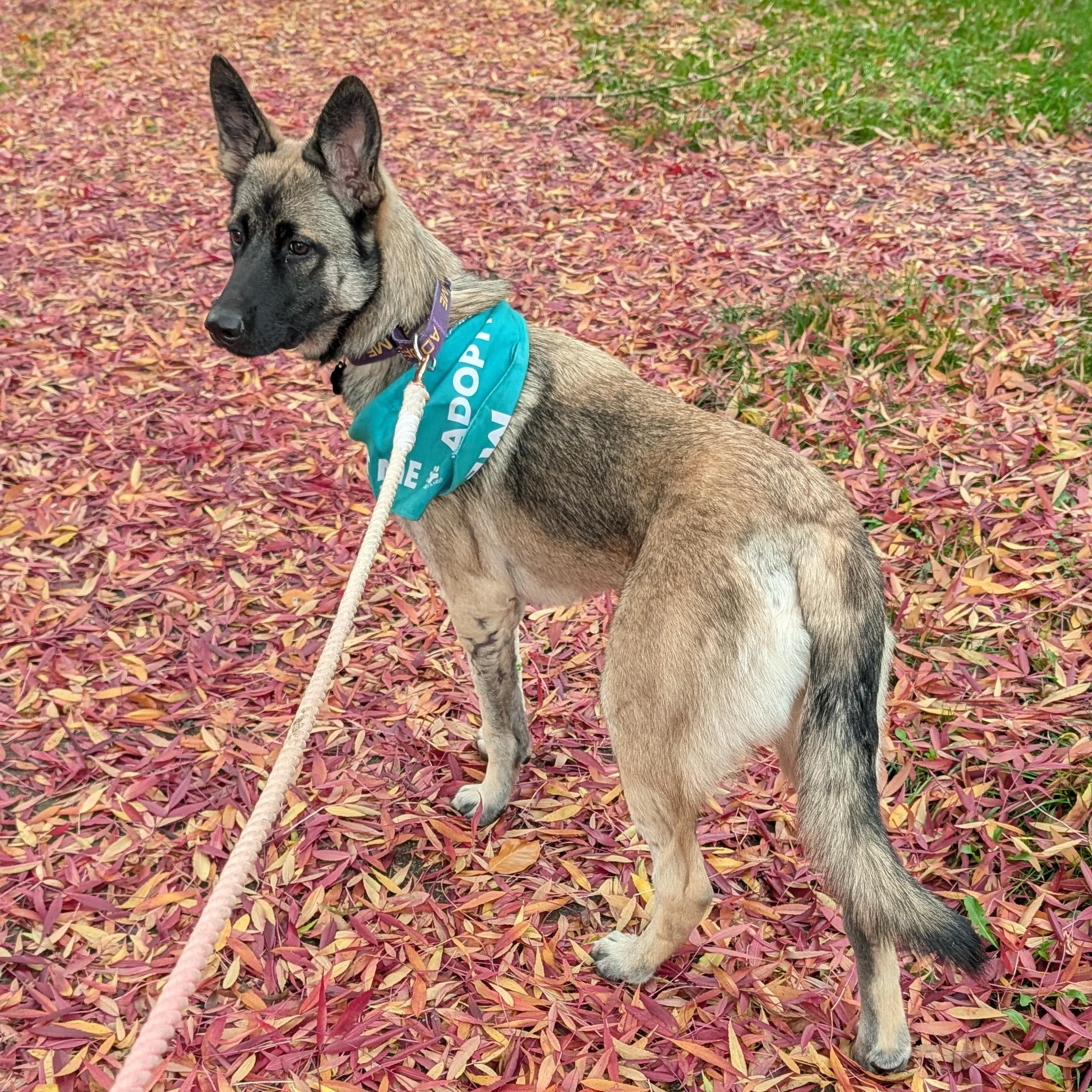 Enlarge Scarlett, an adopted mixed breed in Portland, OR image 4/6