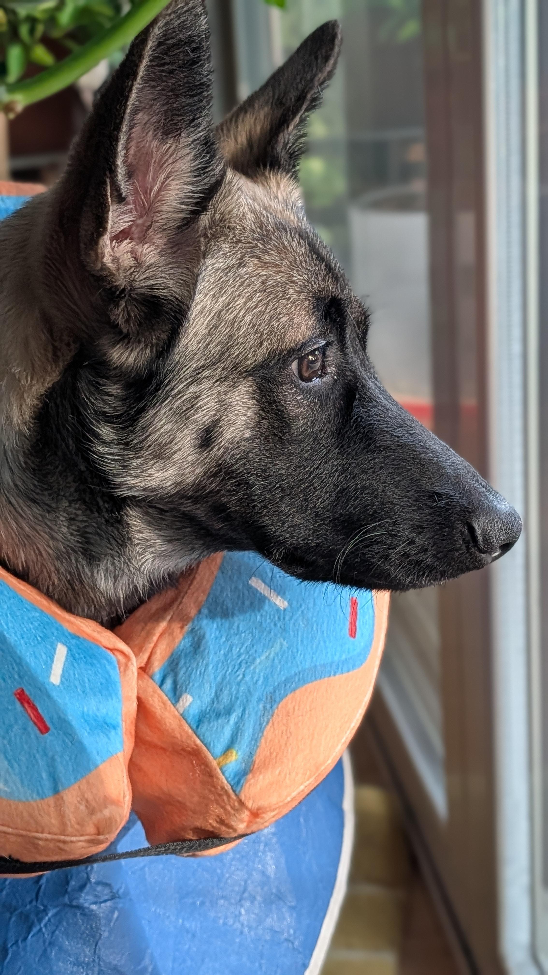 Enlarge Scarlett, an adopted mixed breed in Portland, OR image 6/6