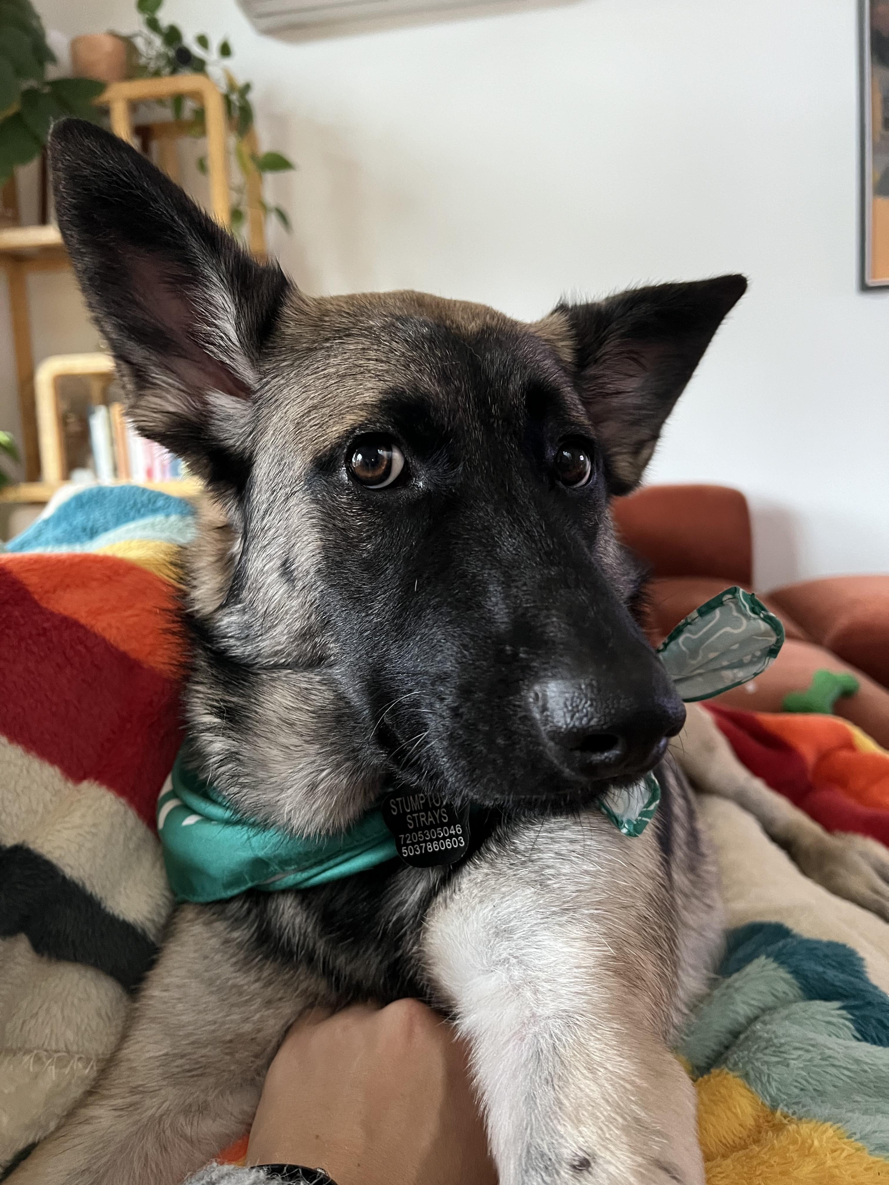 Enlarge Scarlett, an adopted mixed breed in Portland, OR image 3/6