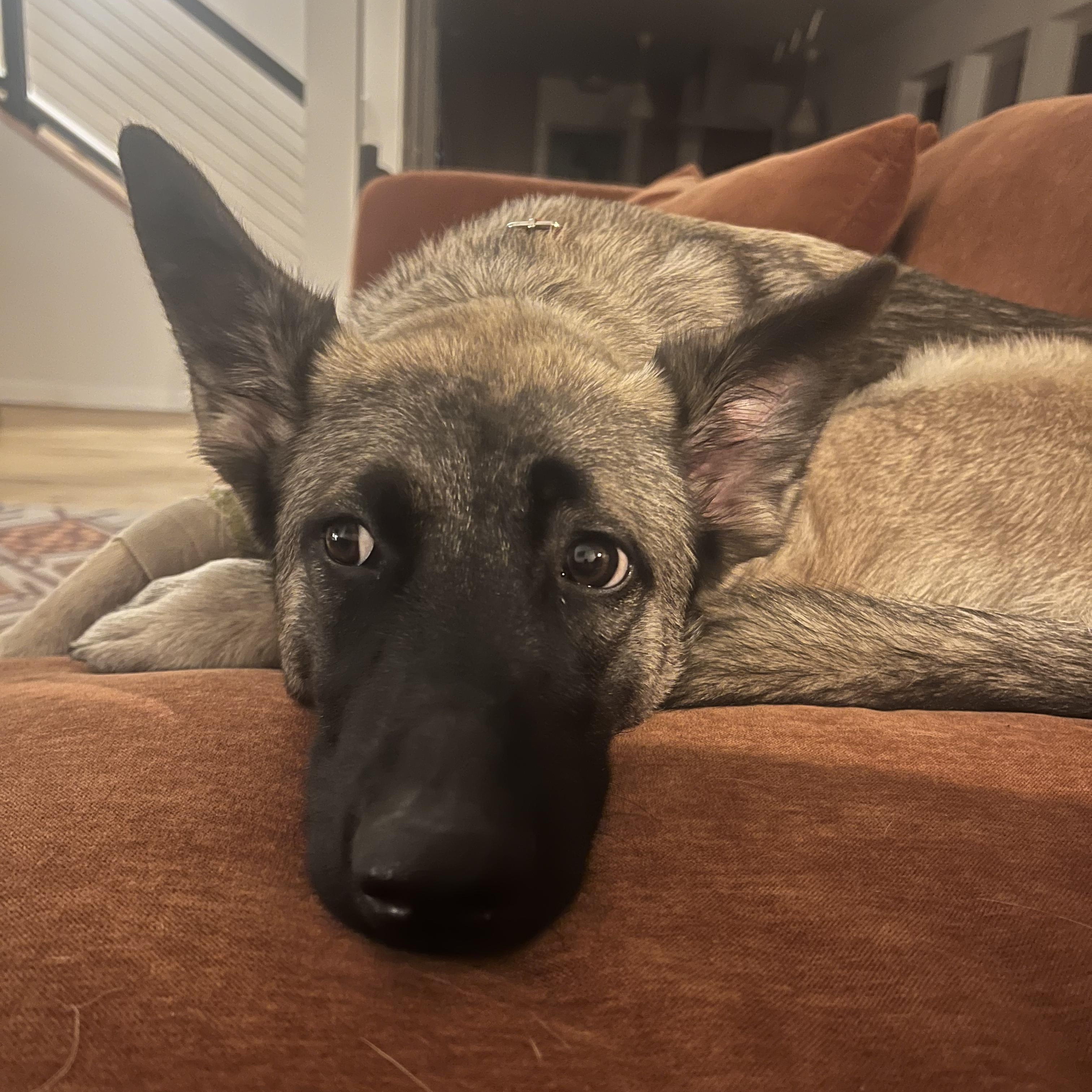 Enlarge Scarlett, an adopted mixed breed in Portland, OR image 5/6