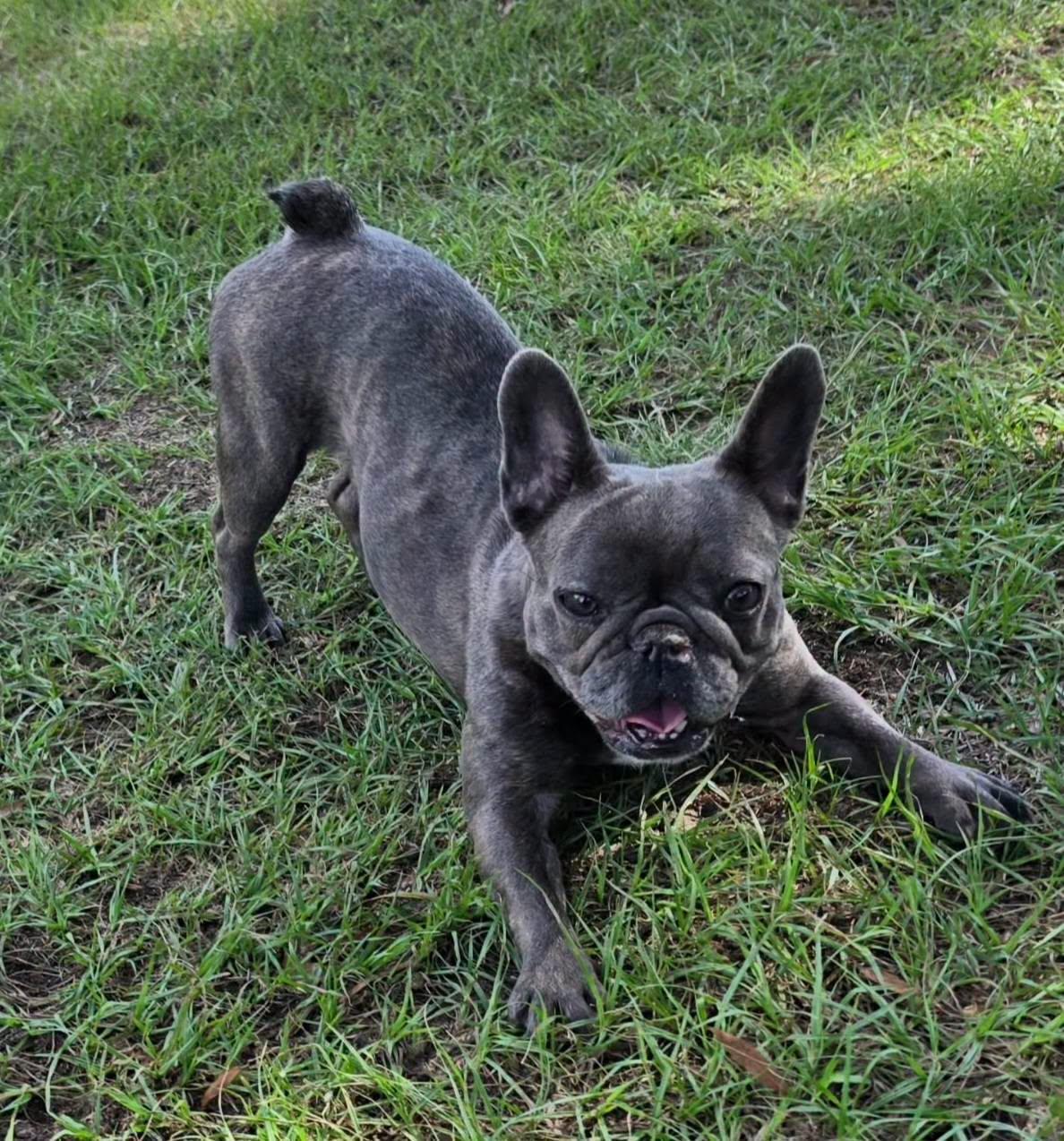 Enlarge Rosalie, an adopted French Bulldog in Cochran, GA image 1/3