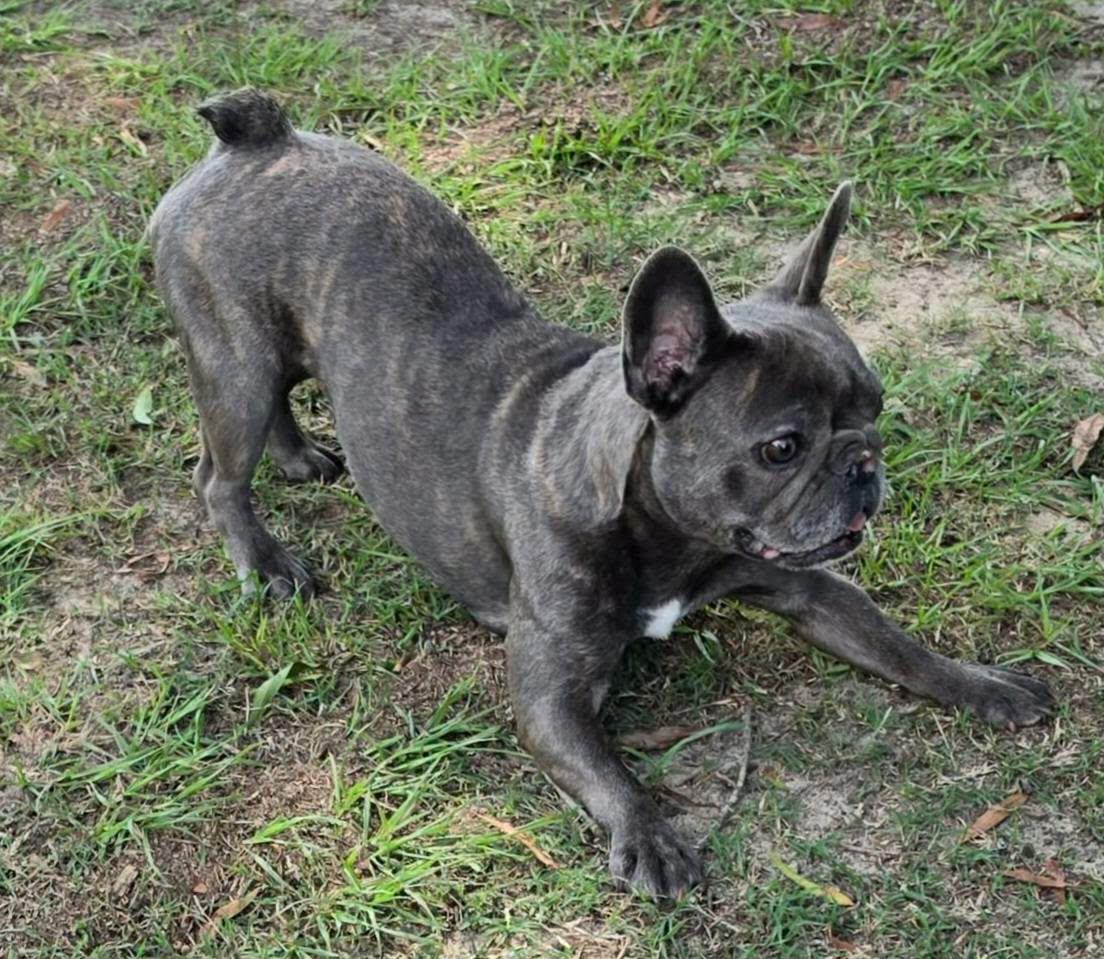 Enlarge Rosalie, an adopted French Bulldog in Cochran, GA image 2/3