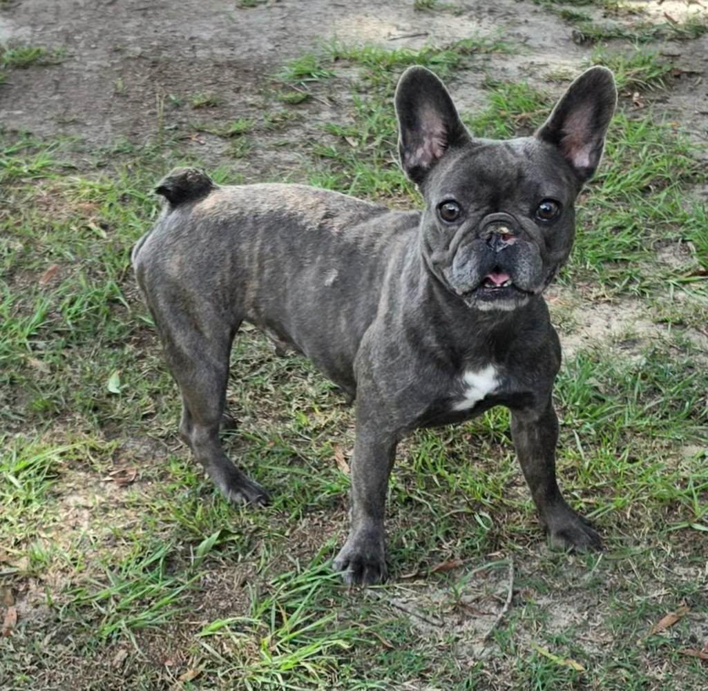 Enlarge Rosalie, an adopted French Bulldog in Cochran, GA image 3/3