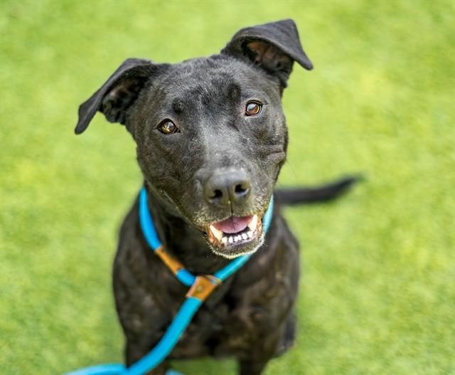 Enlarge BRAVERY, a Adoptable mixed breed in San Jose, CA image 1/1