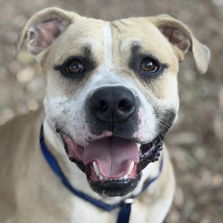Mailman (Weekend Warrior), Adoptable, Young Male Mixed Breed.