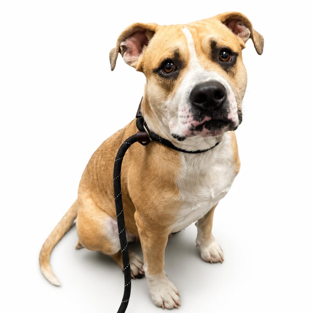 Mailman, Adoptable, Young Male Mixed Breed.