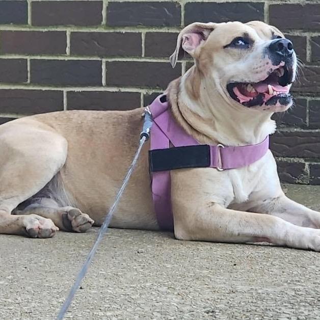 Enlarge Mailman, a Adoptable Mixed Breed in Columbiana, AL image 2/6