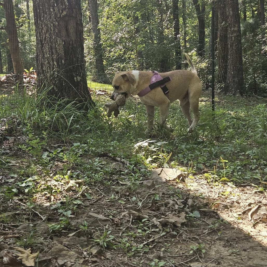 Enlarge Mailman, a Adoptable Mixed Breed in Columbiana, AL image 3/6