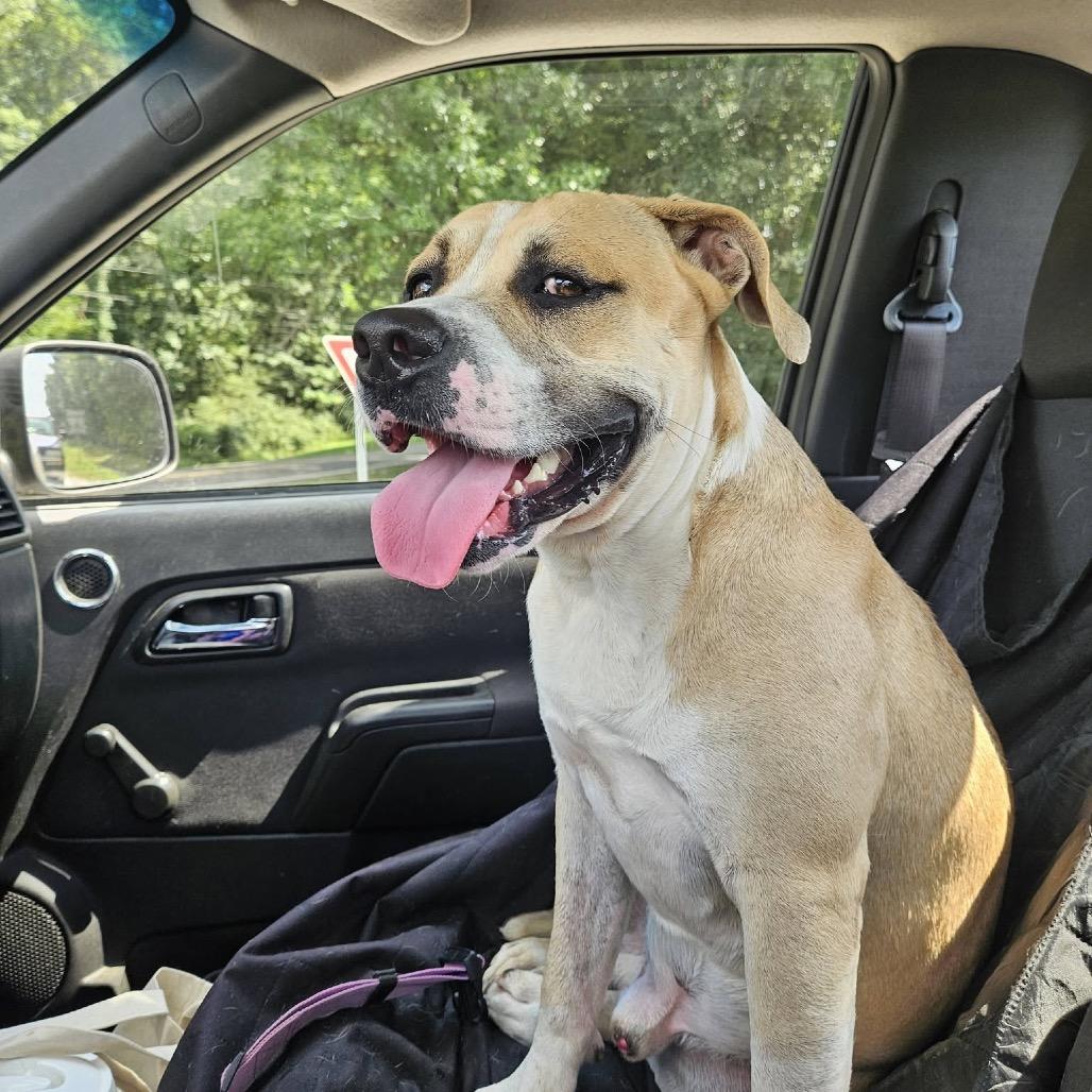 Enlarge Mailman, a Adoptable Mixed Breed in Columbiana, AL image 4/6