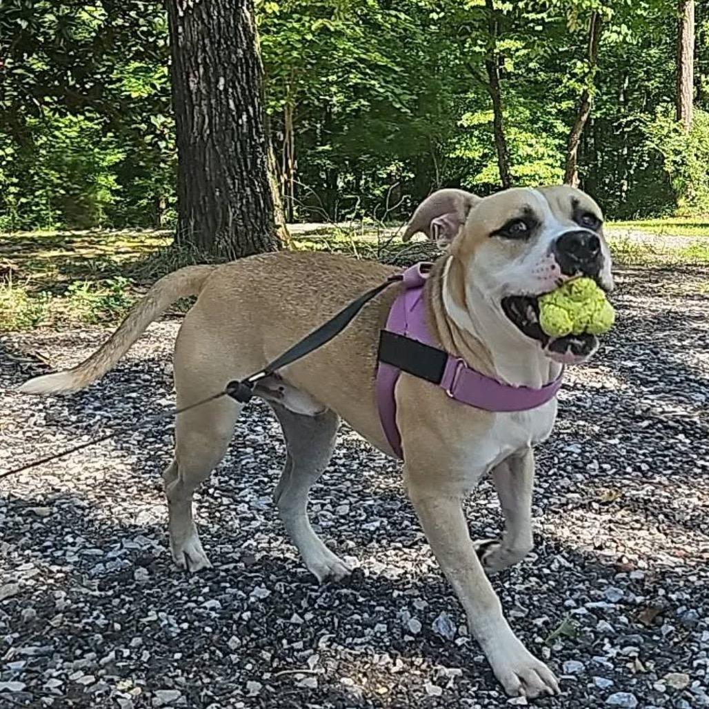 Enlarge Mailman, a Adoptable Mixed Breed in Columbiana, AL image 5/6