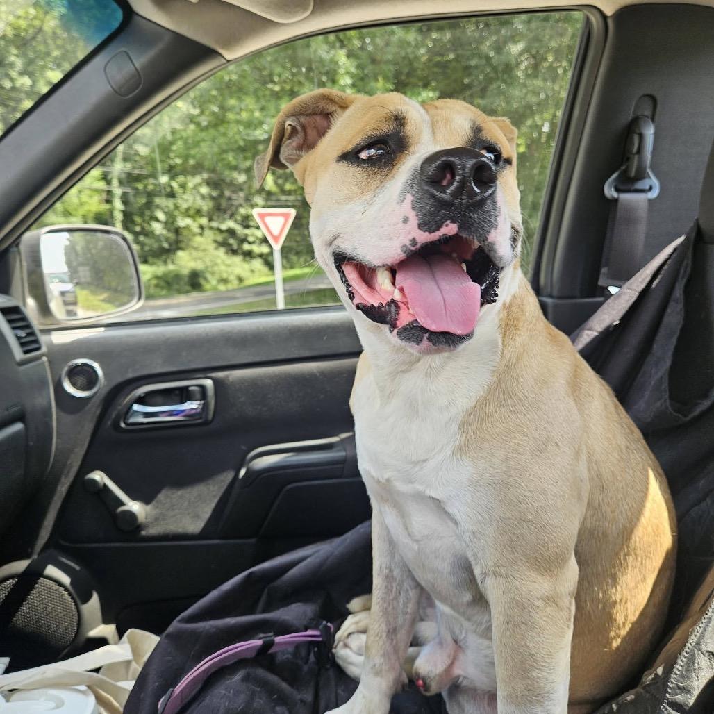 Enlarge Mailman, a Adoptable Mixed Breed in Columbiana, AL image 6/6