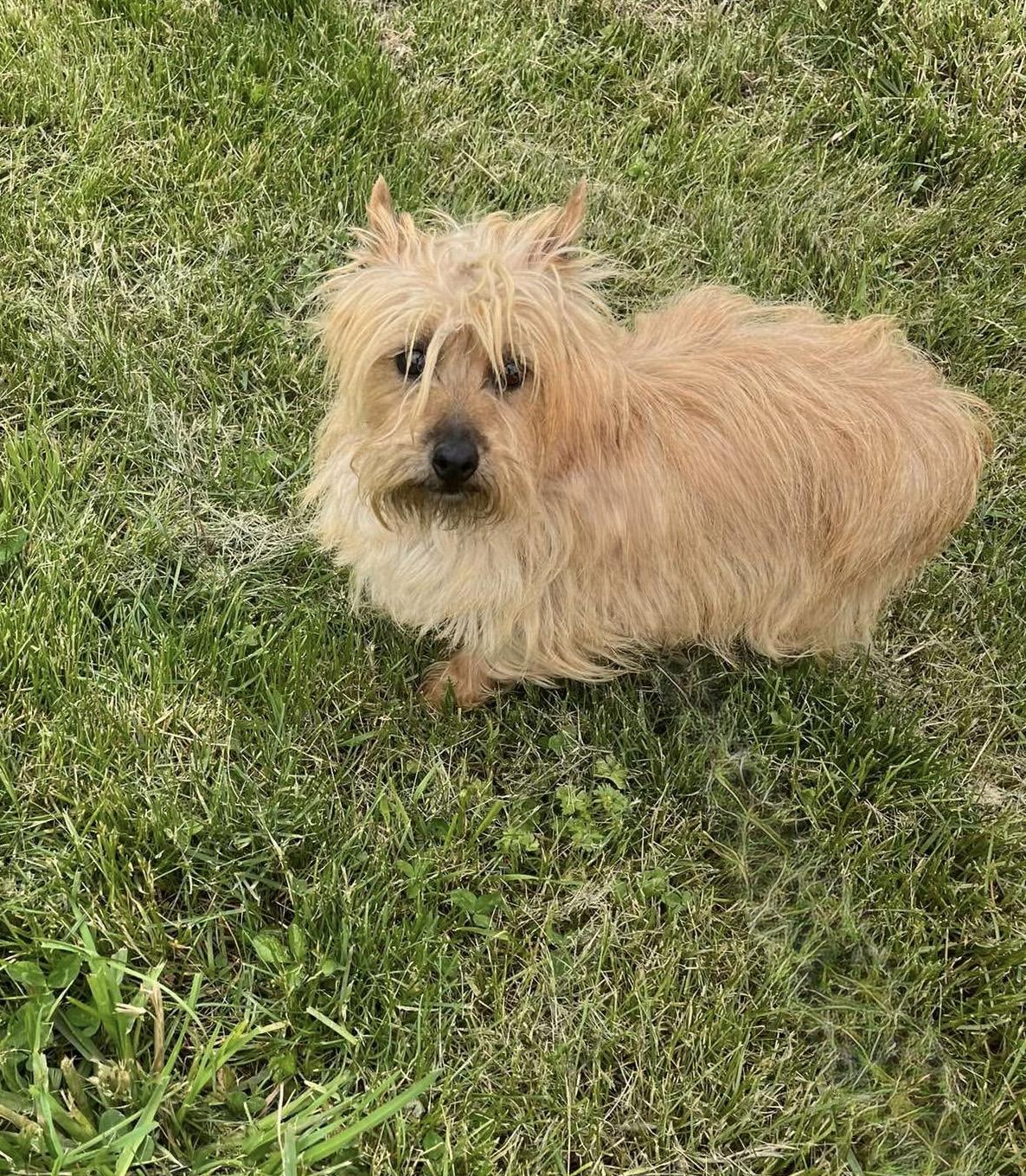 Sunshine, Adoptable, Adult Female Cairn Terrier.