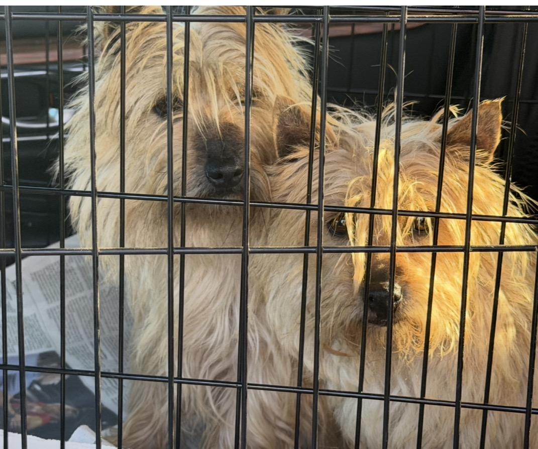 Enlarge Sunshine, a Adoptable Cairn Terrier in Havertown, PA image 2/5