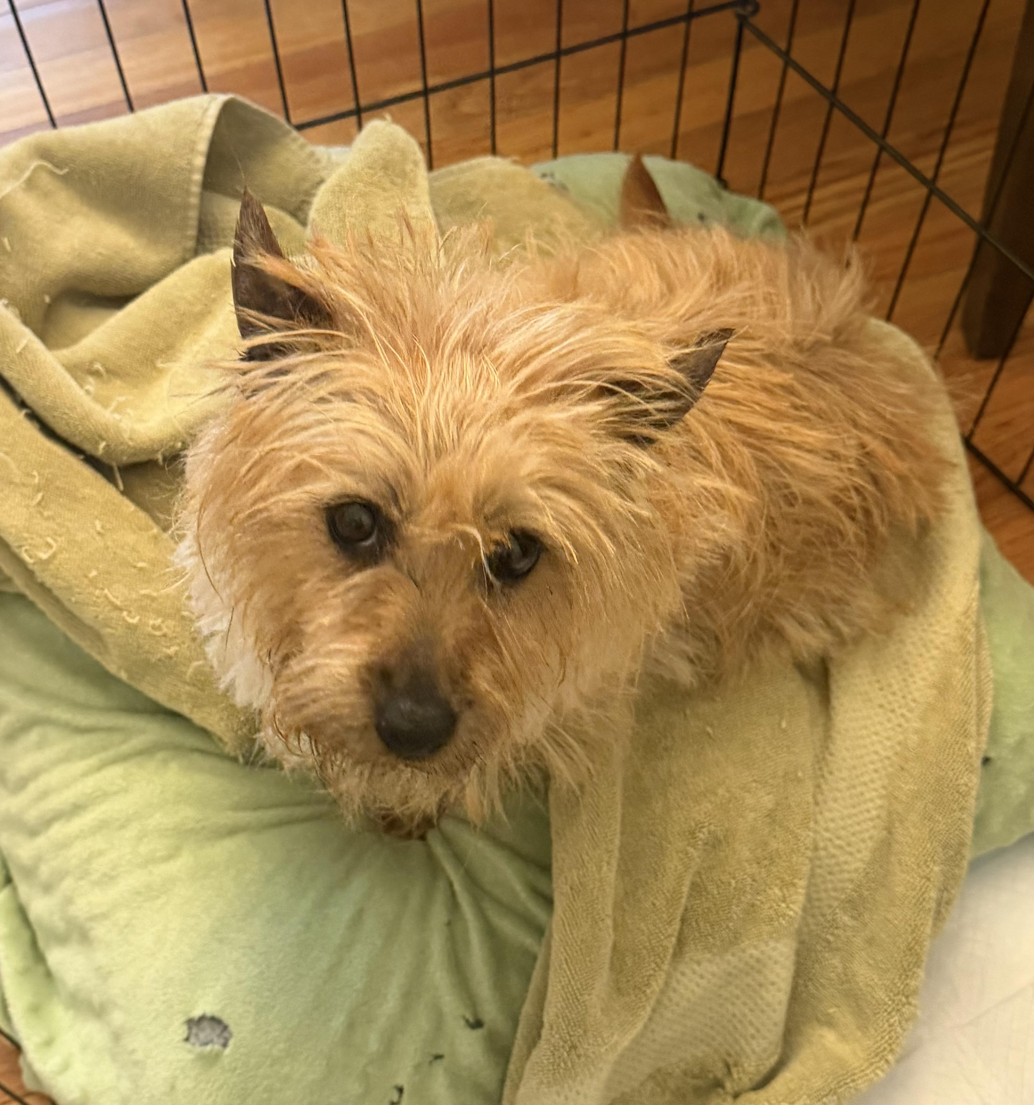 Enlarge Sunshine, a Adoptable Cairn Terrier in Havertown, PA image 3/5