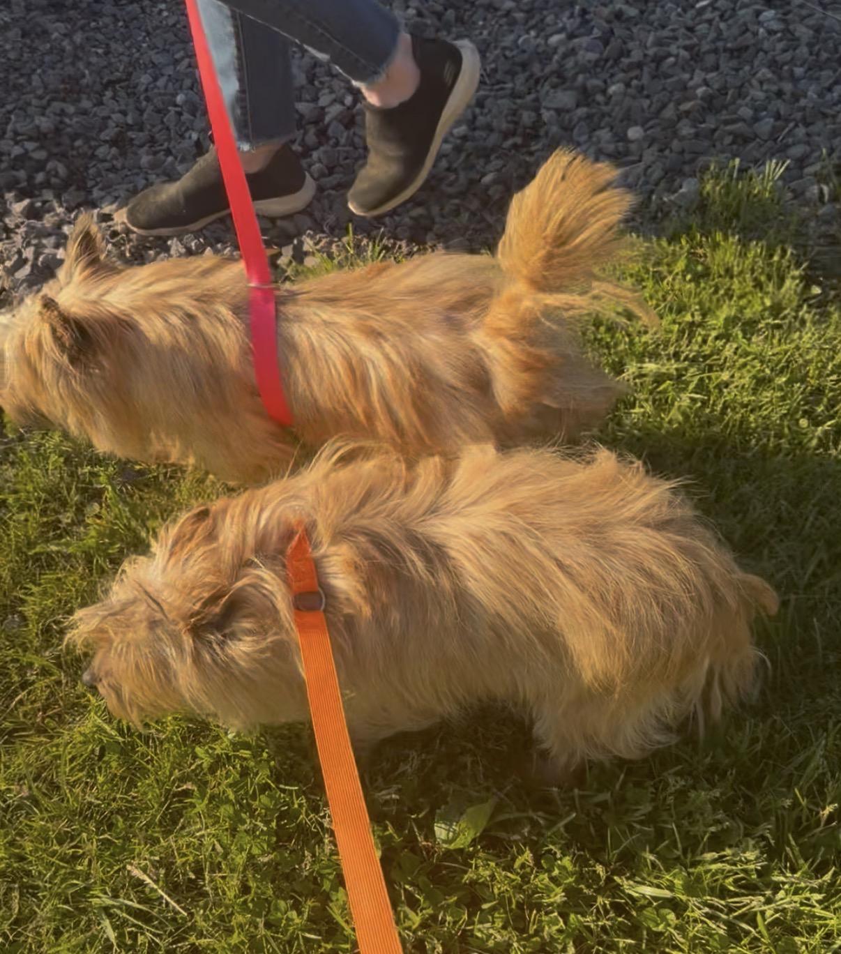 Enlarge Sunshine, a Adoptable Cairn Terrier in Havertown, PA image 4/5