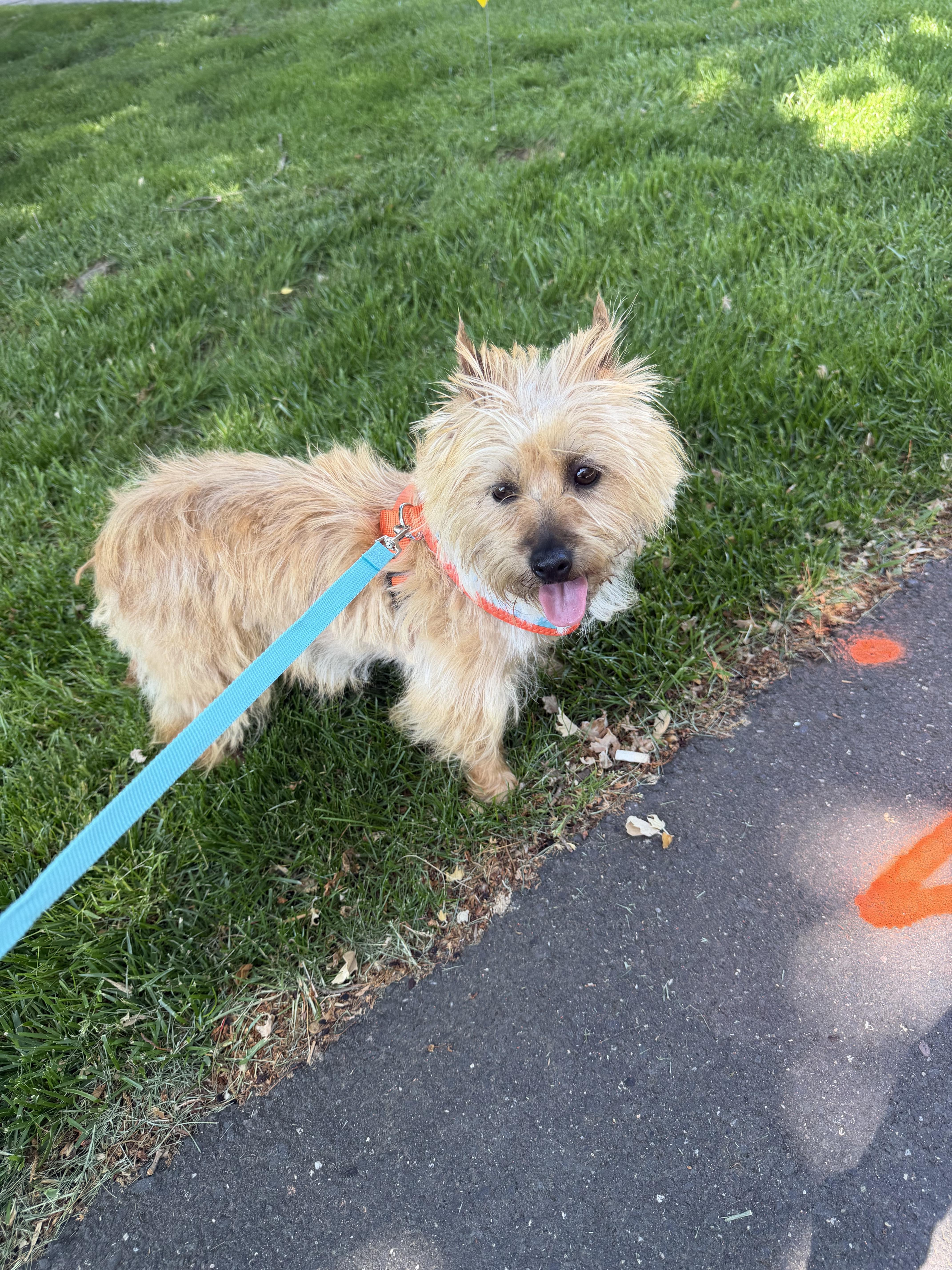 Enlarge Sunshine, a Adoptable Cairn Terrier in Havertown, PA image 5/5