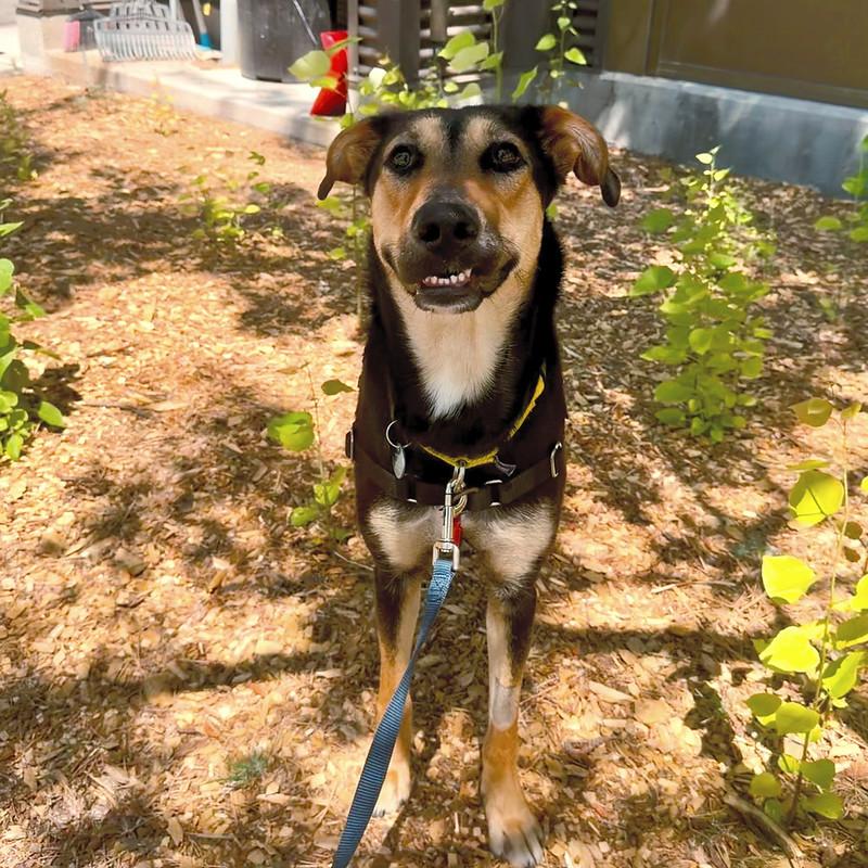 Enlarge Ducky, an adoptable Mixed Breed in Truckee, CA image 2/6
