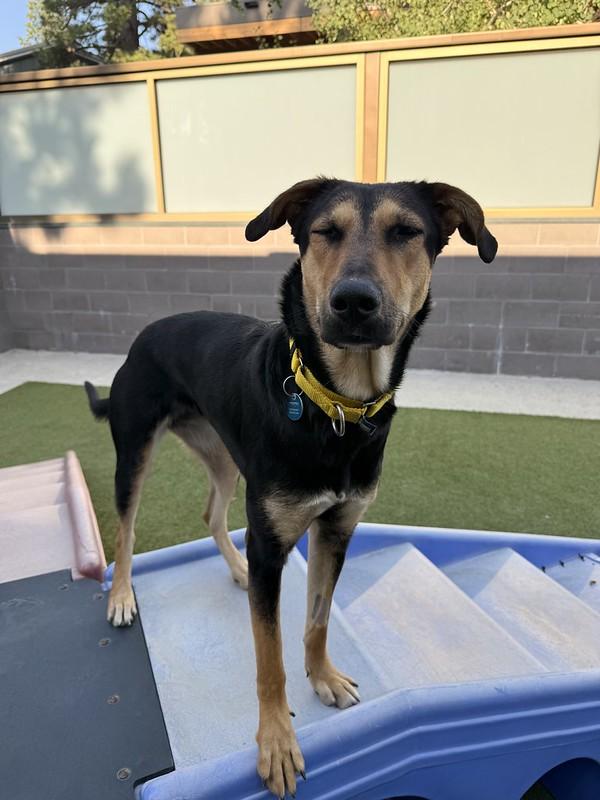 Enlarge Ducky, an adoptable Mixed Breed in Truckee, CA image 6/6