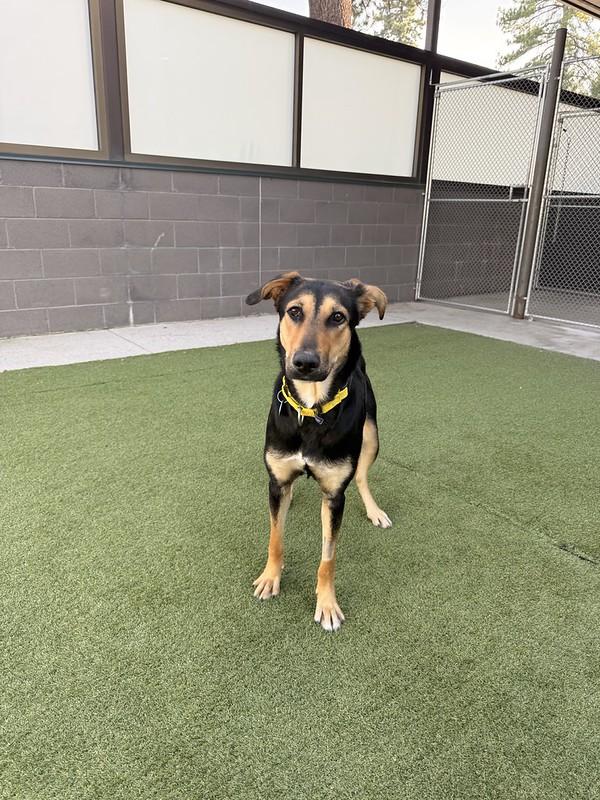 Enlarge Ducky, an adoptable Mixed Breed in Truckee, CA image 5/6