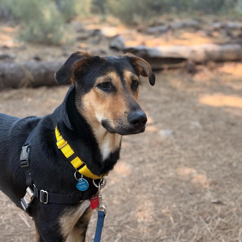 Enlarge Ducky, an adoptable Mixed Breed in Truckee, CA image 4/6