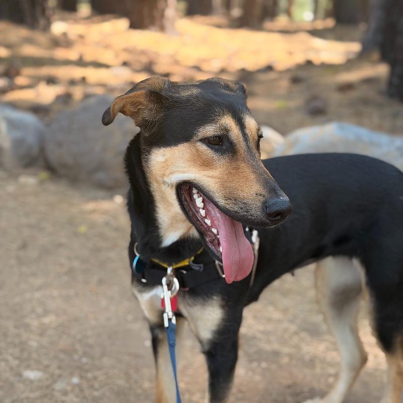Enlarge Ducky, an adoptable Mixed Breed in Truckee, CA image 3/6