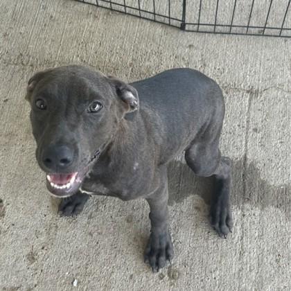 Felyx, Adoptable, Puppy Male Labrador Retriever & Mixed Breed.