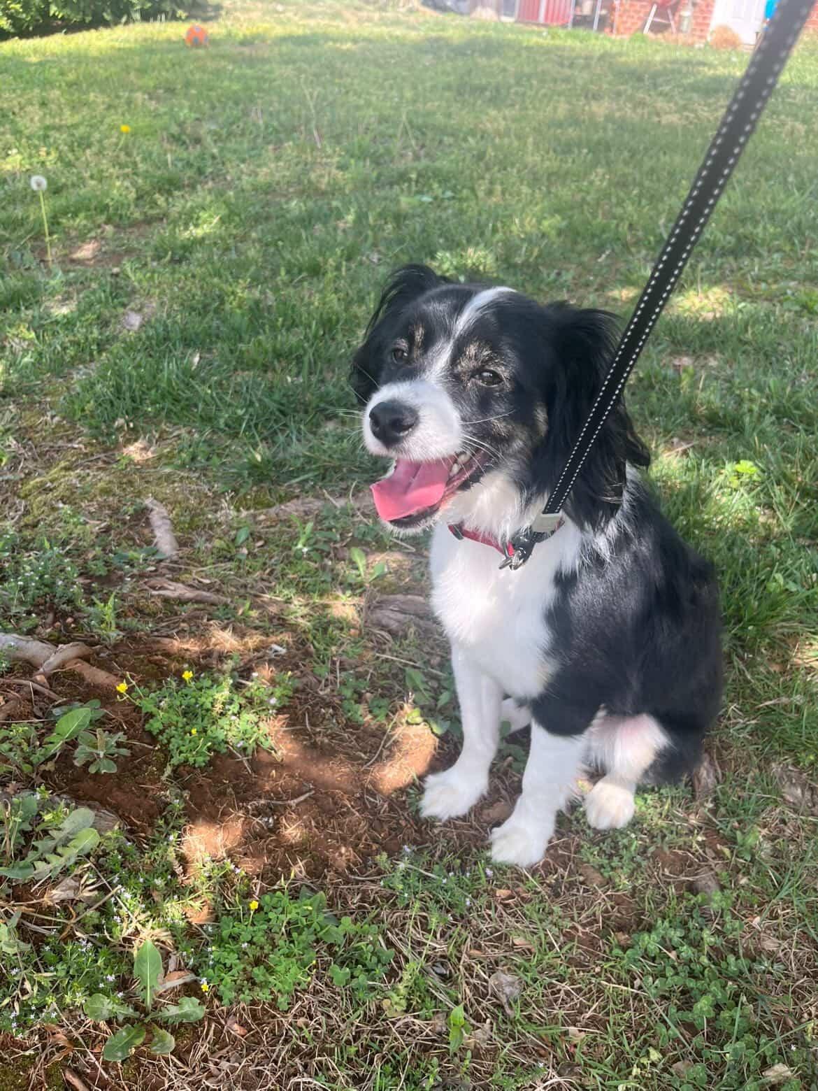 Enlarge Rylo, a ADOPTABLE mixed breed in Woodlawn, TN image 2/3