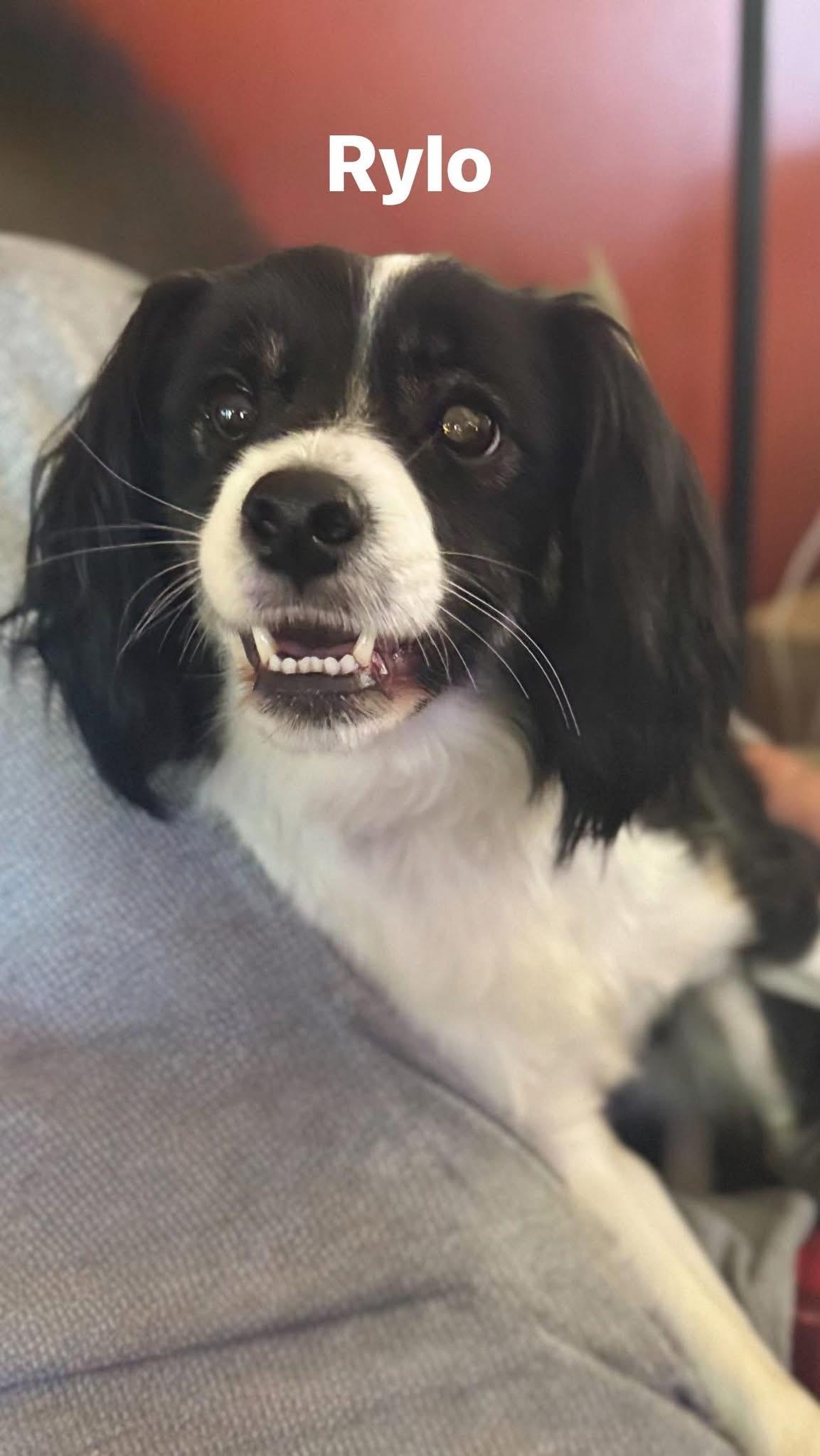 Rylo, ADOPTABLE, Adult Male Australian Shepherd.