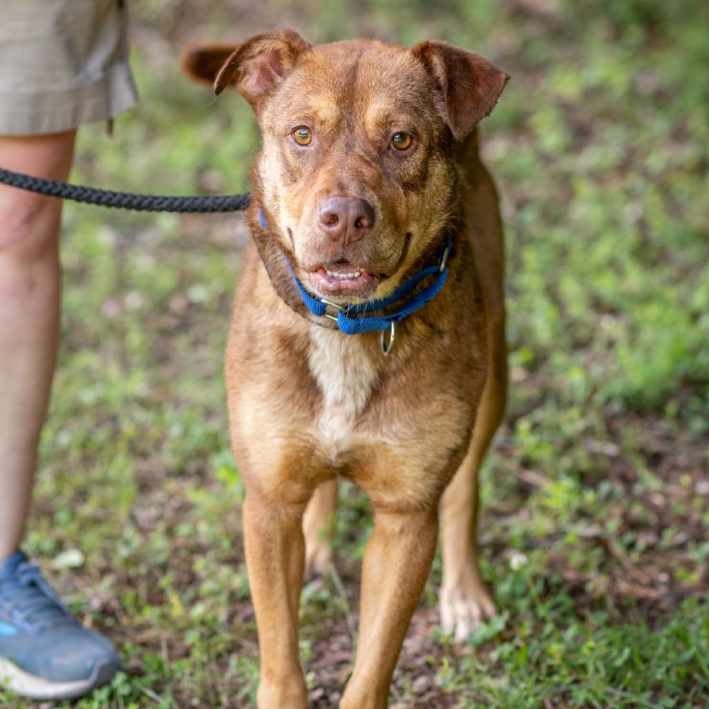 Enlarge CAJUN-30781, a Adoptable Pit Bull Terrier in Bartlett, TN image 1/3