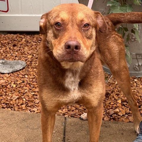 Enlarge CAJUN-30781, a Adoptable Pit Bull Terrier in Bartlett, TN image 2/3