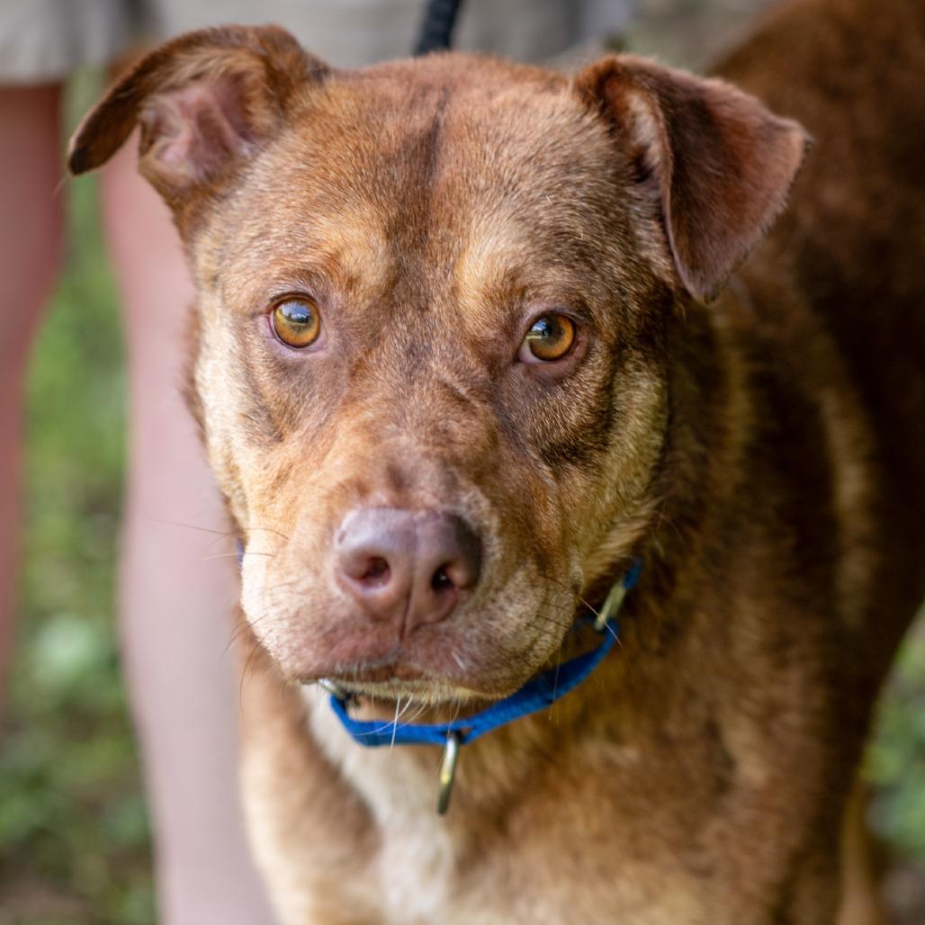Enlarge CAJUN-30781, a Adoptable Pit Bull Terrier in Bartlett, TN image 3/3