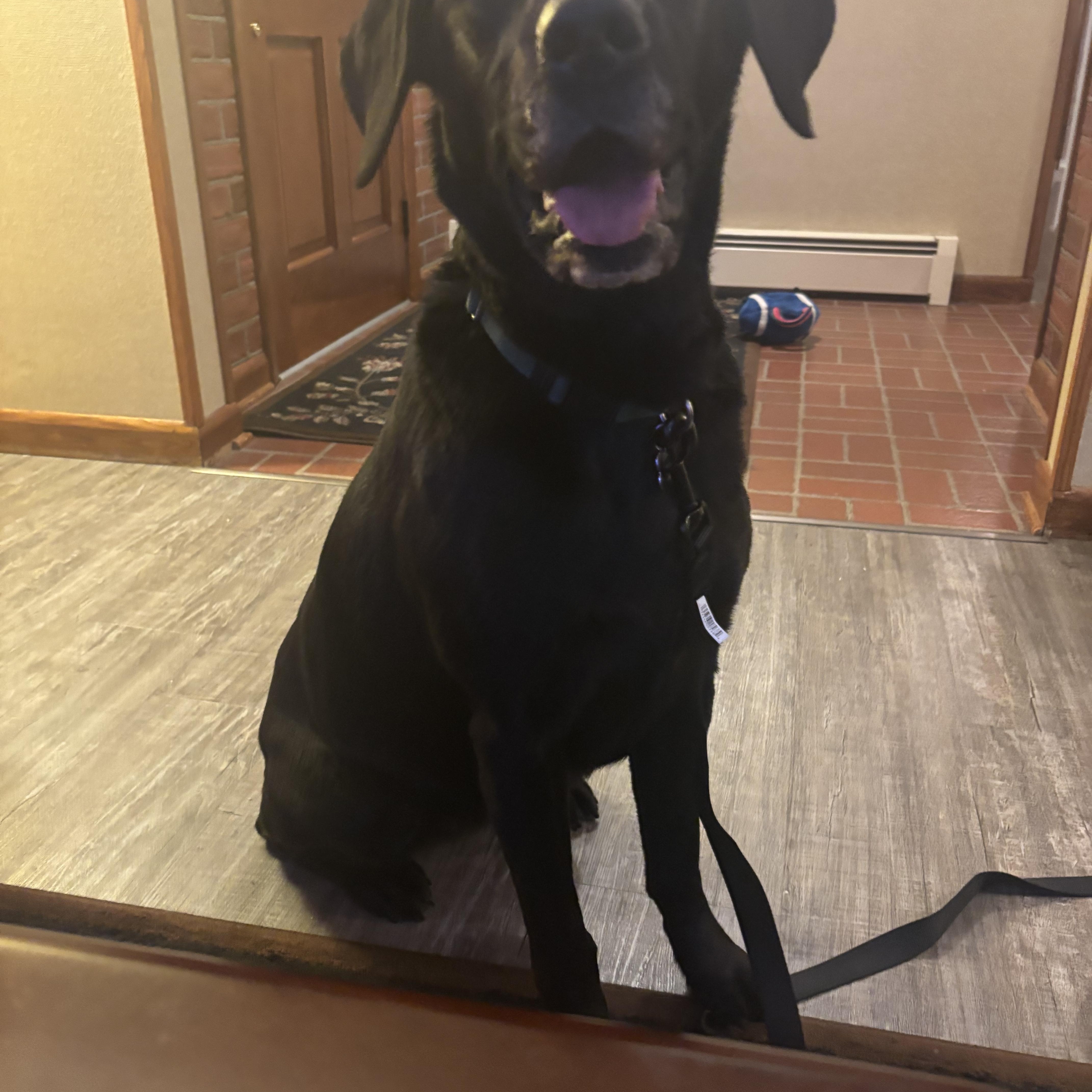 Willow, adopted, Adult Female Labrador Retriever.