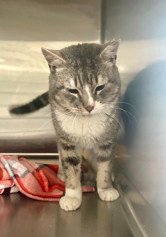 Colby, Adoptable, Adult Male Domestic Short Hair.