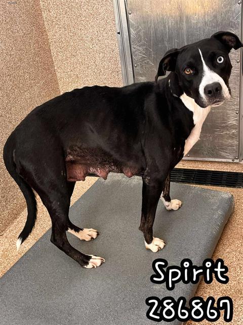 Enlarge SPIRIT, a Adoptable Mixed Breed in Macon, GA image 1/1