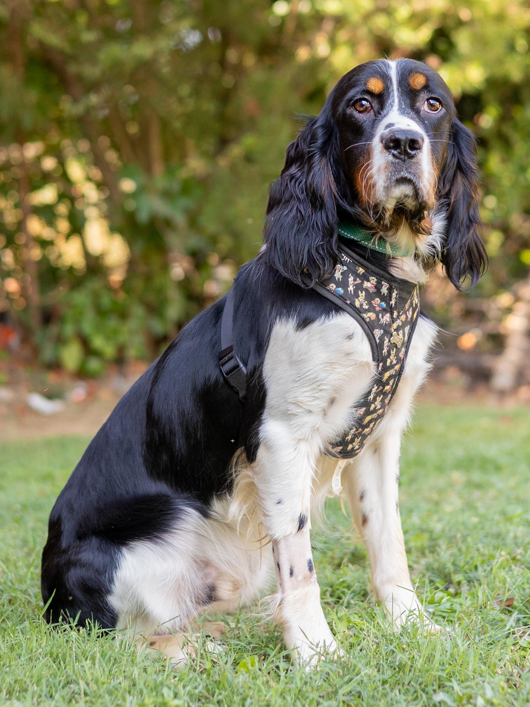 Dog for adoption - Luke, an English Springer Spaniel in