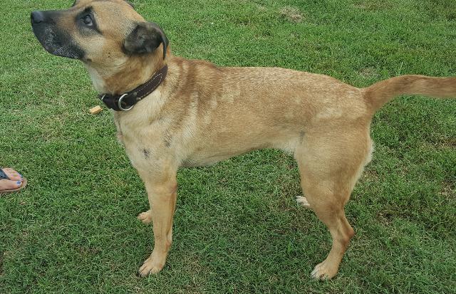 Enlarge Princess, a Adoptable mixed breed in Farmersville, TX image 2/3