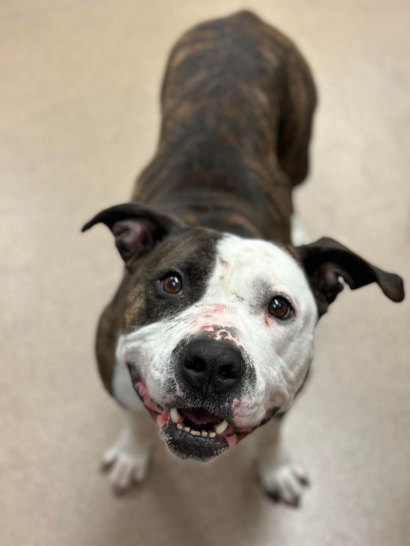 Dog for adoption Athena, a Terrier in Chambersburg, PA Petfinder