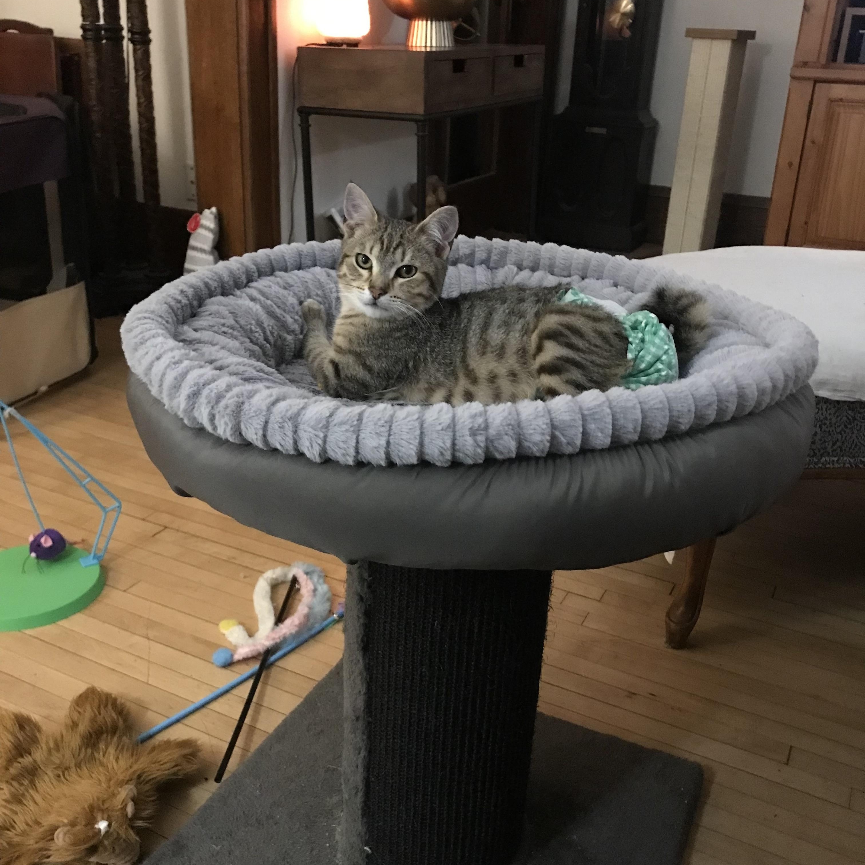 Elwood, an adoptable Domestic Short Hair, Tabby in Saint Francis, MN, 55070 | Photo Image 4