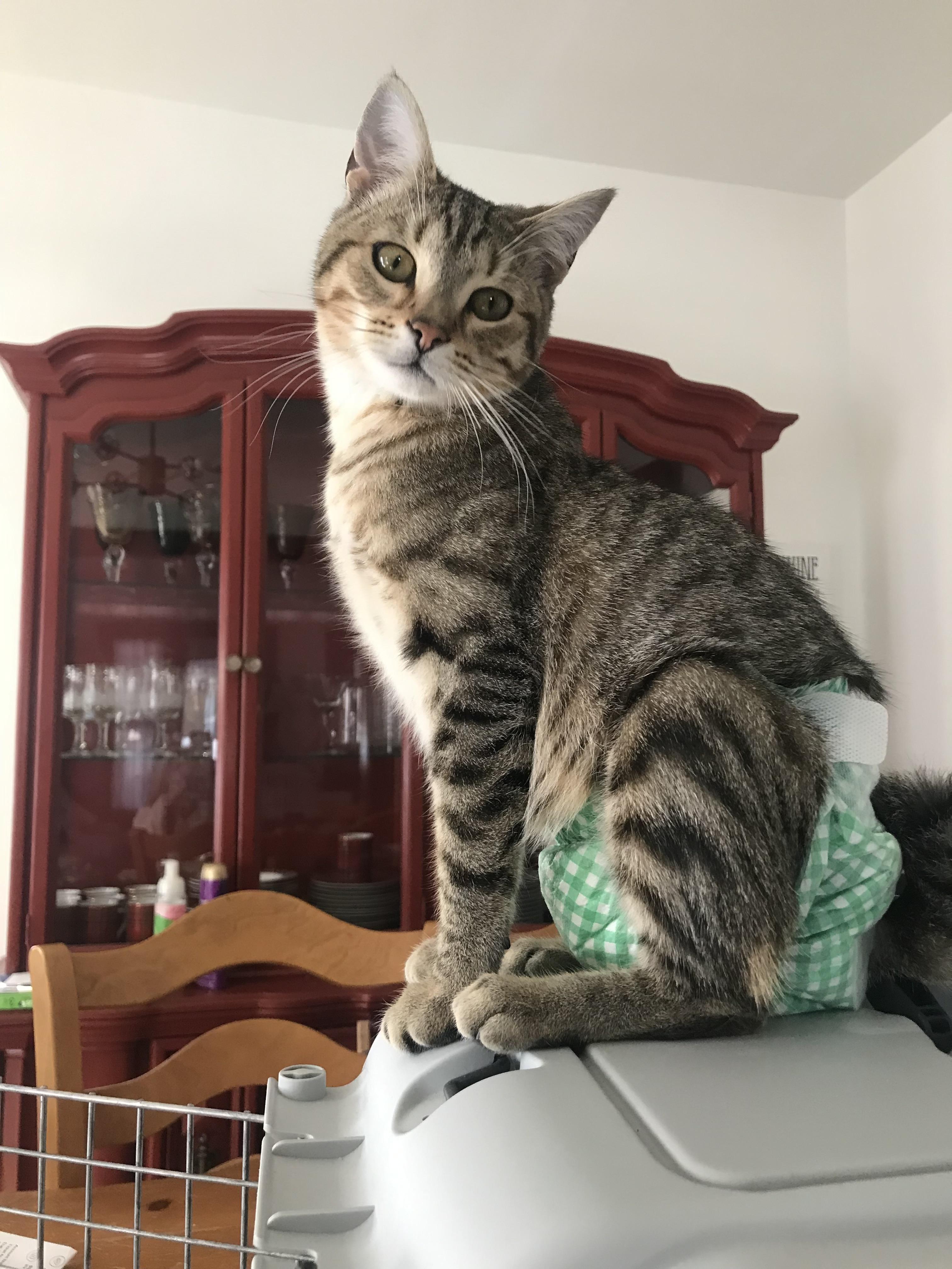Elwood, an adoptable Domestic Short Hair, Tabby in Saint Francis, MN, 55070 | Photo Image 3