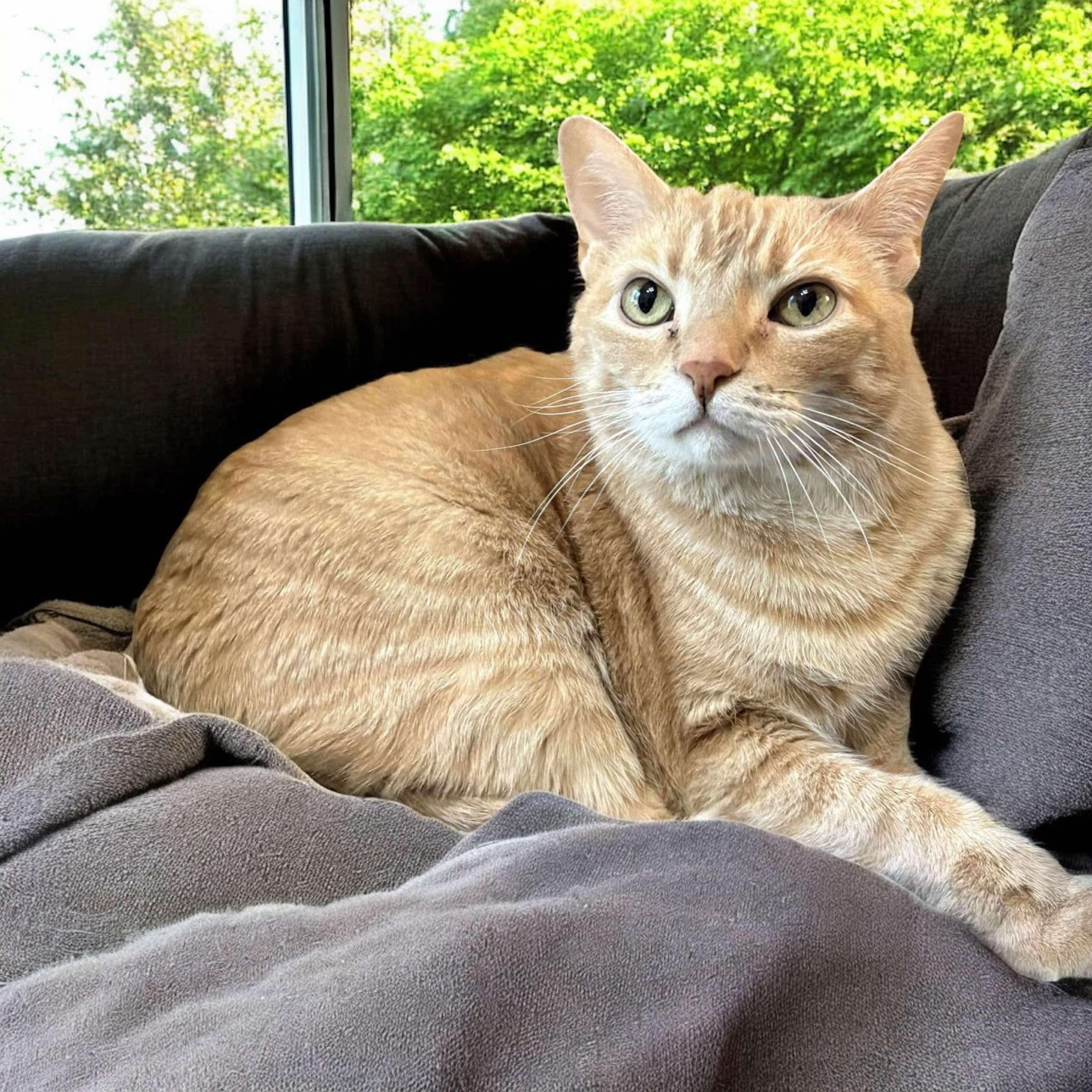 Timber, Senior Male Tabby