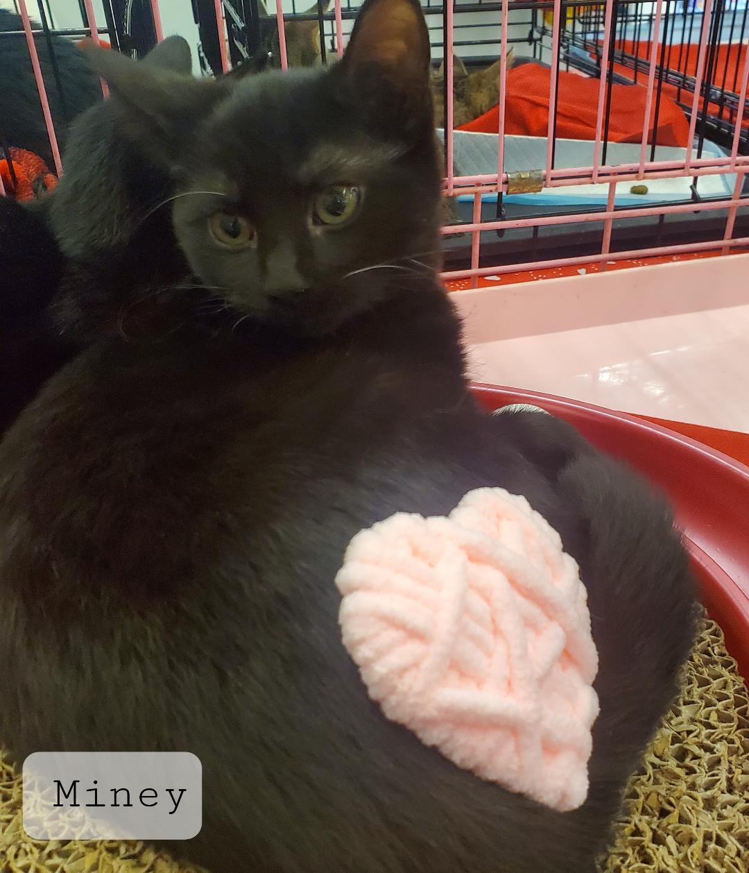 Enlarge MINEY, a Adopted Domestic Short Hair in Northfield, OH image 1/1